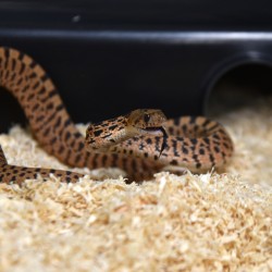 Substrat serpent en fibre de bois naturelle