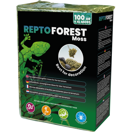 Vente mousse de forêt terrarium tropical