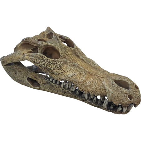 Cachette reptile en forme de gueule de crocodile pour terrarium