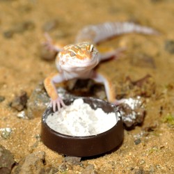 Achat calcium en poudre pour reptile