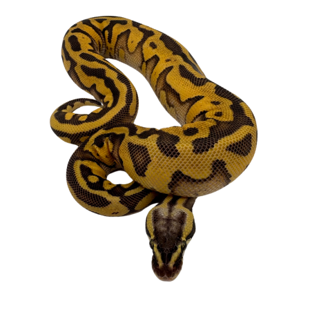 Achat Python Regius en ligne Pastel Enchi Léopard Yellow Belly