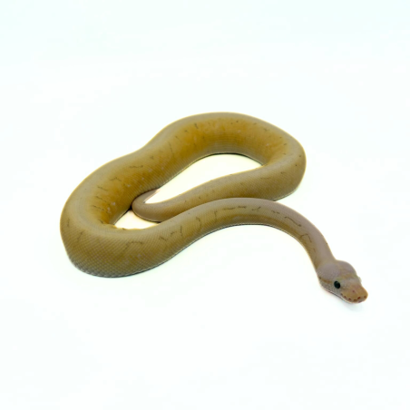 Vente Python Royal Killer Spinner serpent