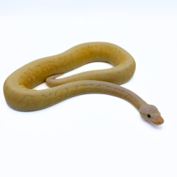 Vente Python Royal Killer Spinner serpent