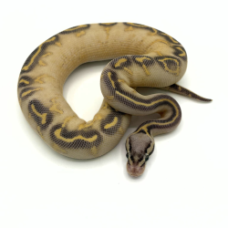 Vente Python regius royal Highway Pastel