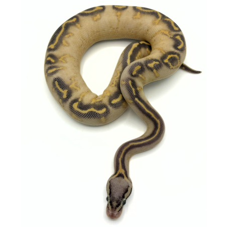 Vente Python regius royal Highway Pastel