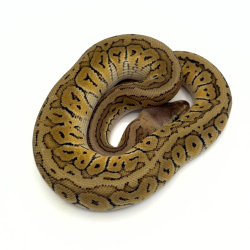 Achat Python Regius Lemon Blast Mojave