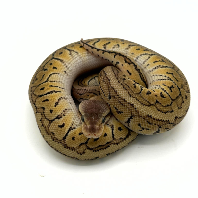 Achat Python Regius Lemon Blast Mojave