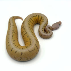 Vente Python Royal Killer Spinner serpent