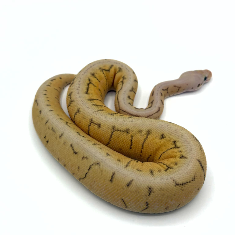 Vente Python Royal Killer Spinner serpent