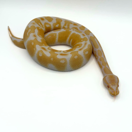 Achat python albinos en ligne, python regius royal