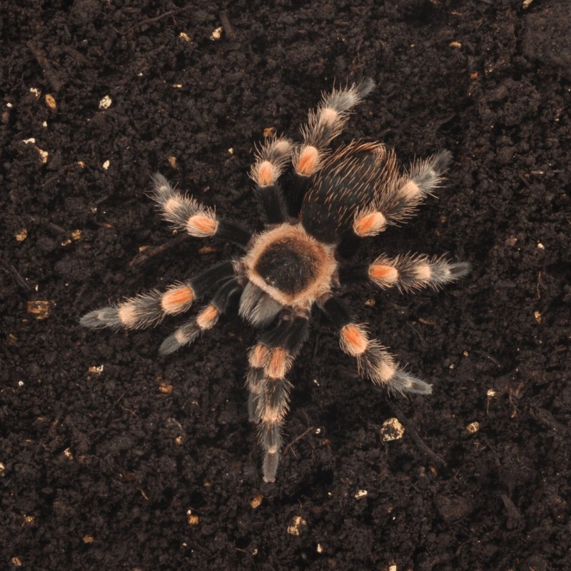 Vente Substrat pour araignée et invertébré Spider Bedding
