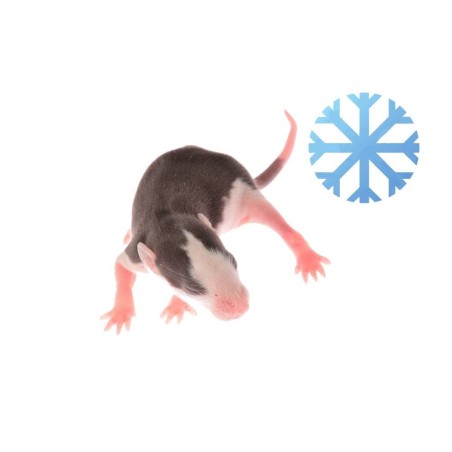 Vente de rat congelé pour jeune reptile