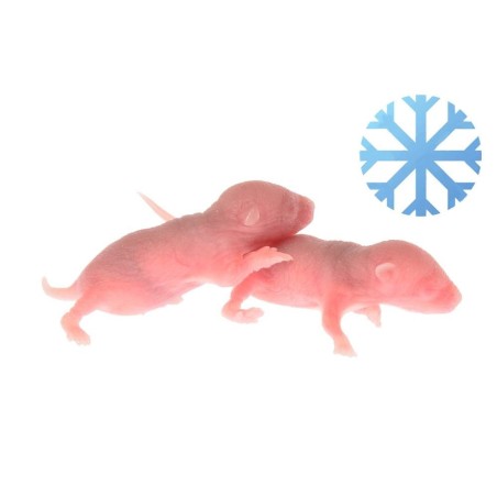 Alimentation jeune reptile : rat congelé par lot de 25 pièces