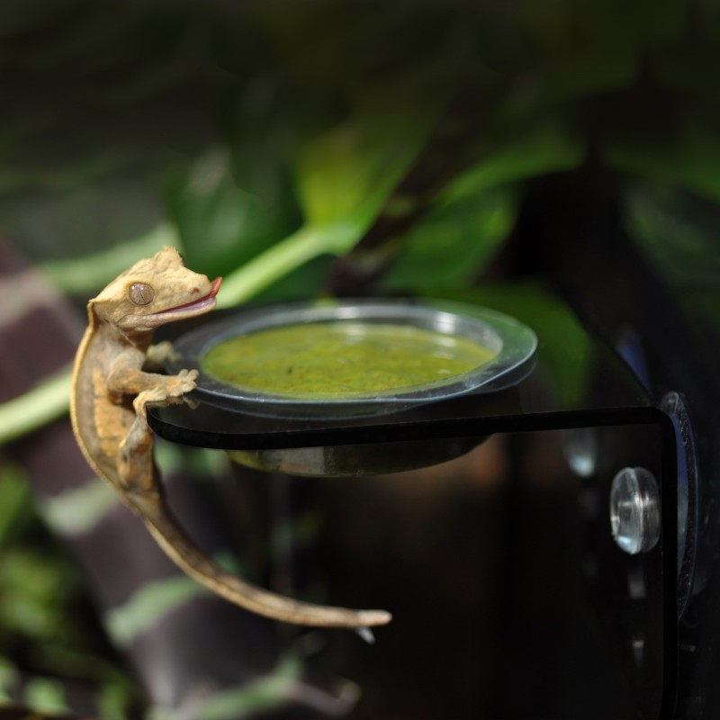 Support bol terrarium stable pour reptiles pas cher