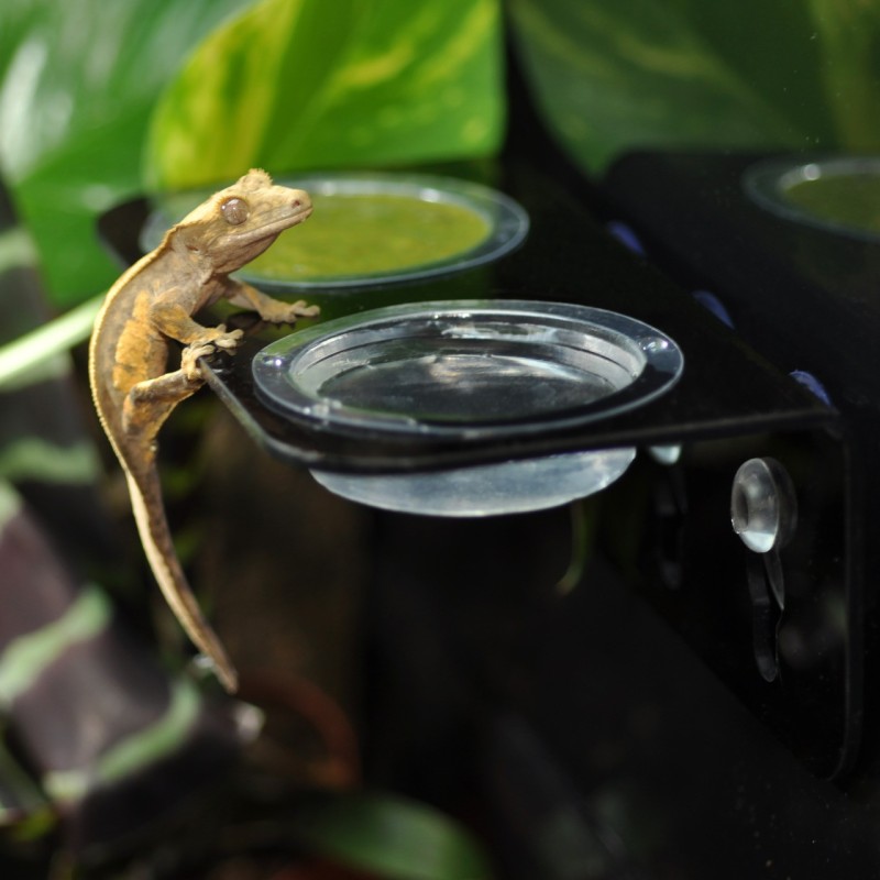 Support double bol terrarium pour reptiles vente en ligne