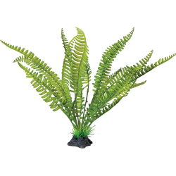 Plante Fougère terrarium debout 30x22x32cm