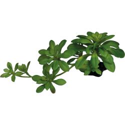 Repto Plante succulente verte XL 17x12x15cm