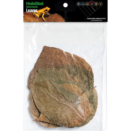 Feuilles de Dadap x10 pour aquarium et terrarium tropical