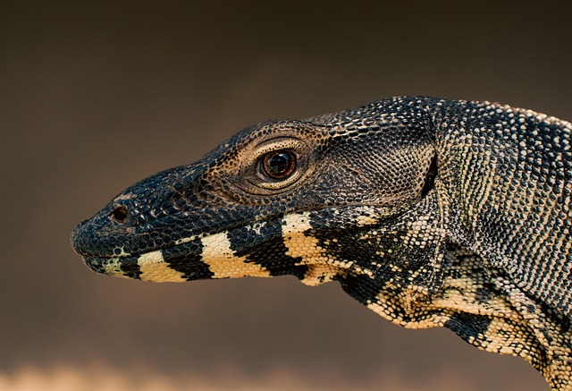Boîte de transport reptile